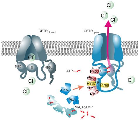 cftr chanel|cftr protein diagram.